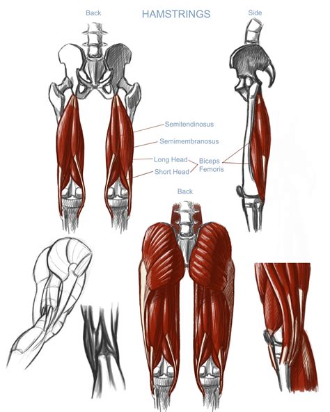 Hamstrings anatomi