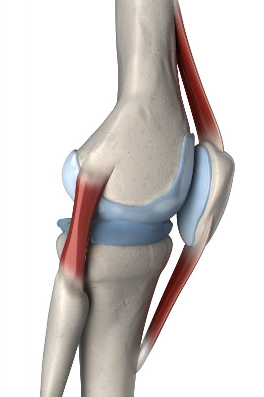 Anatomi Knee Bruskflater Bilde