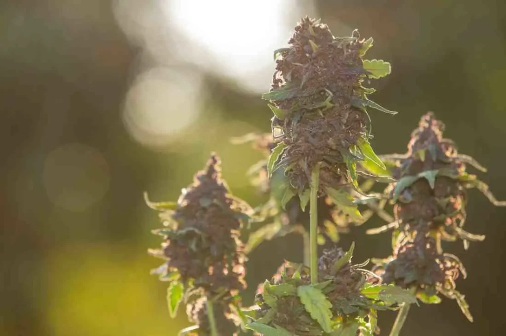 cannabis flowers